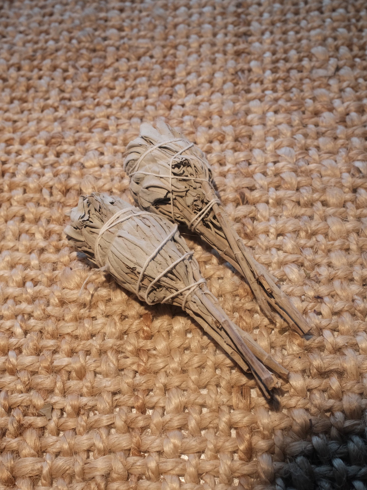 Kalifornisk Vit Salvia - Fackla