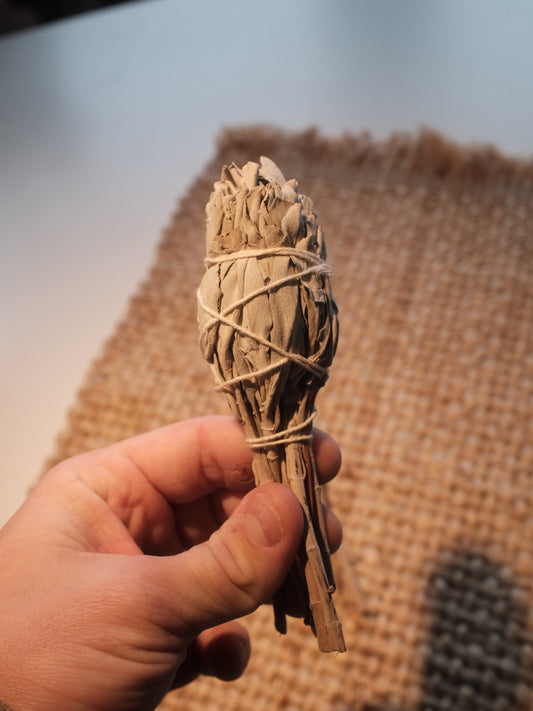 Kalifornisk Vit Salvia - Fackla