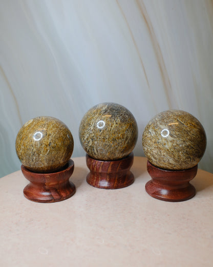 Fossiljaspis klot