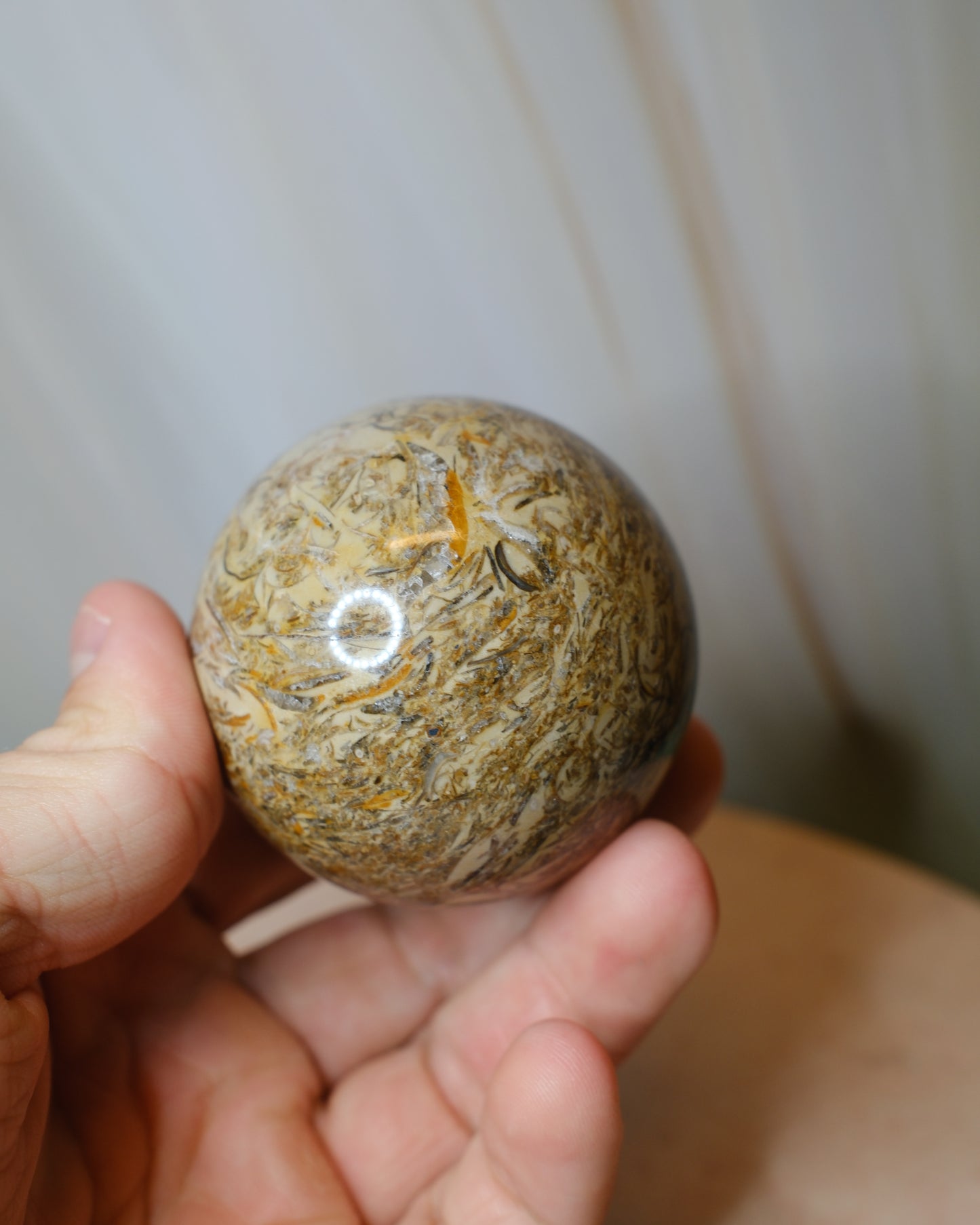 Fossiljaspis klot