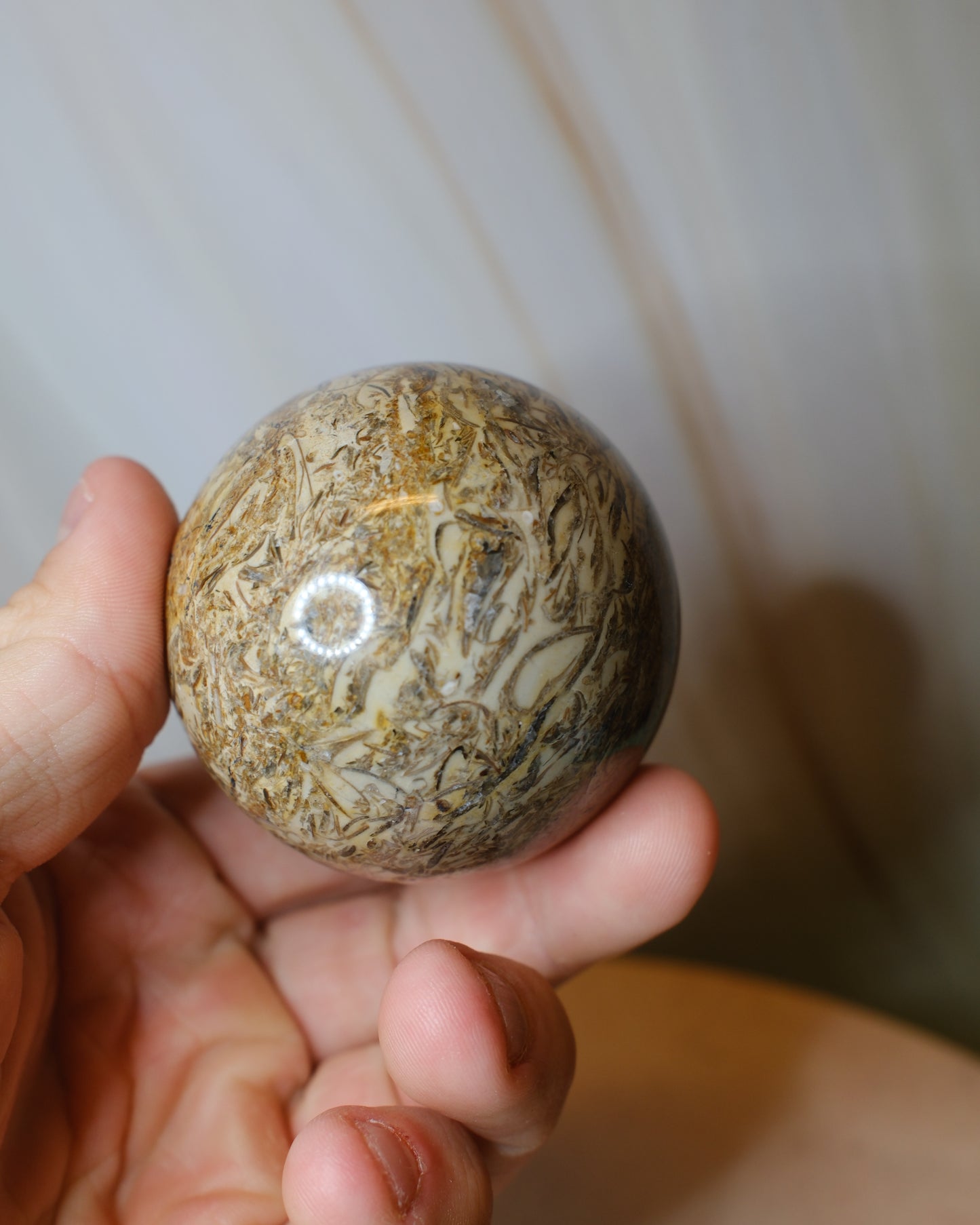 Fossiljaspis klot